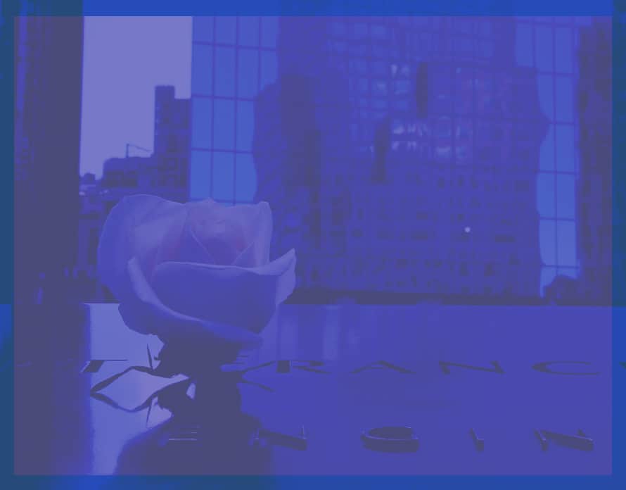 Ein blau eingefärbtes Bild einer weißen Rose, die in einer Gedenkplatte des 9/11 Memorials steckt. Im Hintergrund sieht man die Glasfassade eines Wolkenkratzers.